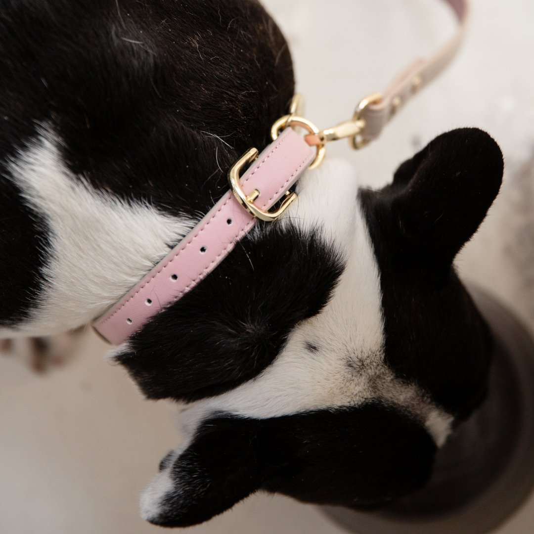 Collar - Air Tag Enabled - Vegan Leather - Cupertino
